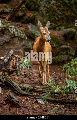 Rehe (Capreolus capreolus) im Tierpark MónNatura Pirineus (Pallars Sobirà, Katalonien, Spanien, Pyrenäen) ESP: Corzo en un parque de animales Stockfoto