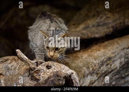Wildkatze (Felis silvestris) im Tierpark MónNatura Pirineus (Pallars Sobirà, Katalonien, Spanien, Pyrenäen) ESP: Gato montés en un parque Stockfoto