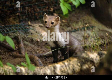 Buchenmarder (iMartes foina) im Tierpark MónNatura Pirineus (Pallars Sobirà, Katalonien, Spanien, Pyrenäen) ESP: Garduña en un parque de animales Stockfoto