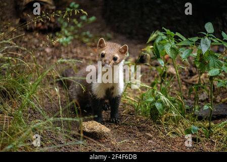 Buchenmarder (iMartes foina) im Tierpark MónNatura Pirineus (Pallars Sobirà, Katalonien, Spanien, Pyrenäen) ESP: Garduña en un parque de animales Stockfoto