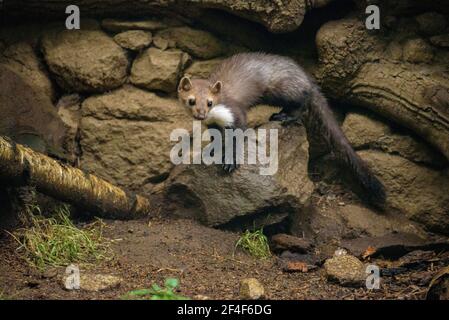 Buchenmarder (iMartes foina) im Tierpark MónNatura Pirineus (Pallars Sobirà, Katalonien, Spanien, Pyrenäen) ESP: Garduña en un parque de animales Stockfoto