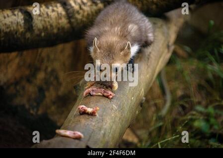 Buchenmarder (iMartes foina) im Tierpark MónNatura Pirineus (Pallars Sobirà, Katalonien, Spanien, Pyrenäen) ESP: Garduña en un parque de animales Stockfoto