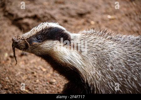 Europäischer Dachs (Meles meles) im Tierpark MónNatura Pirineus (Pallars Sobirà, Katalonien, Spanien, Pyrenäen) ESP: Tejón común en un bosque Stockfoto