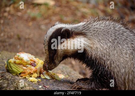 Europäischer Dachs (Meles meles) im Tierpark MónNatura Pirineus (Pallars Sobirà, Katalonien, Spanien, Pyrenäen) ESP: Tejón común en un bosque Stockfoto