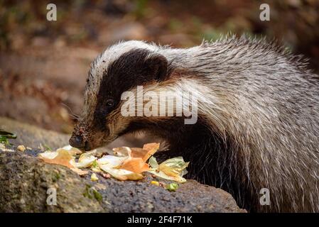 Europäischer Dachs (Meles meles) im Tierpark MónNatura Pirineus (Pallars Sobirà, Katalonien, Spanien, Pyrenäen) ESP: Tejón común en un bosque Stockfoto