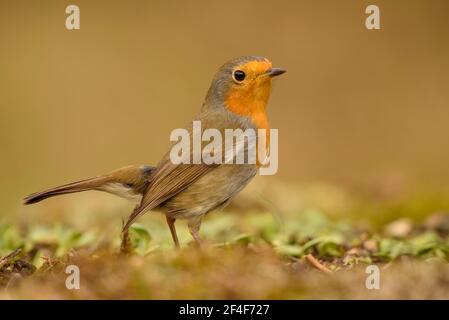 Europäischer Rotkehlchen (Erithacus rubecula) fotografiert von einem Foto Logístics Versteck in Montseny (Barcelona, Katalonien, Spanien) Stockfoto