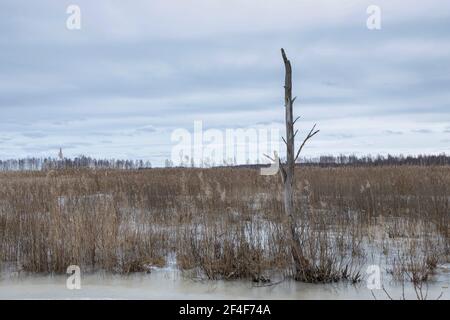 Winterlandschaft mit einem entwickelten Moorsee. Stockfoto