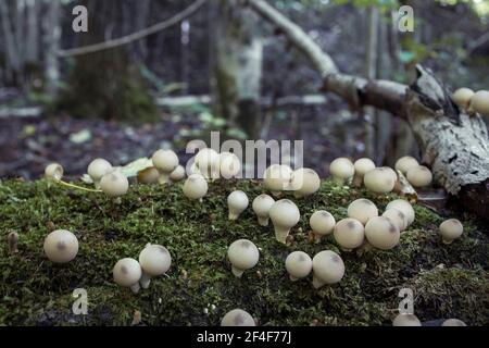 Pilze mit Psilocybin wachsen auf grünem Moos. Stockfoto