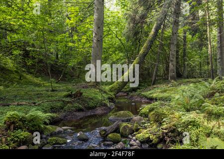 Gebirgsfluss, der durch den grünen Wald fließt. Strom in Holz. Stockfoto