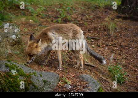 Fuchs (Vulpes vulpes) im Tierpark MónNatura Pirineus (Pallars Sobirà, Katalonien, Spanien, Pyrenäen) ESP: Zorro en un parque de animales en Pirineos Stockfoto