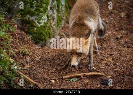 Fuchs (Vulpes vulpes) im Tierpark MónNatura Pirineus (Pallars Sobirà, Katalonien, Spanien, Pyrenäen) ESP: Zorro en un parque de animales en Pirineos Stockfoto
