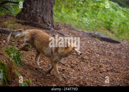 Fuchs (Vulpes vulpes) im Tierpark MónNatura Pirineus (Pallars Sobirà, Katalonien, Spanien, Pyrenäen) ESP: Zorro en un parque de animales en Pirineos Stockfoto