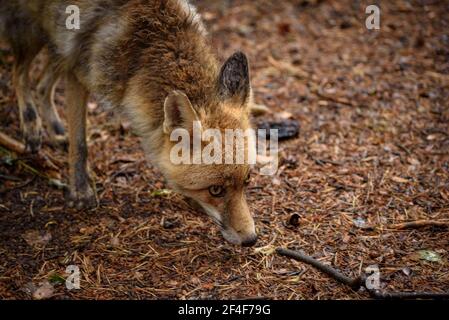 Fuchs (Vulpes vulpes) im Tierpark MónNatura Pirineus (Pallars Sobirà, Katalonien, Spanien, Pyrenäen) ESP: Zorro en un parque de animales en Pirineos Stockfoto