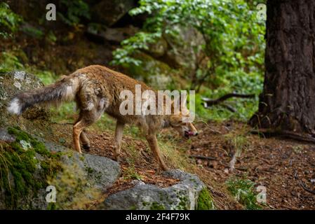 Fuchs (Vulpes vulpes) im Tierpark MónNatura Pirineus (Pallars Sobirà, Katalonien, Spanien, Pyrenäen) ESP: Zorro en un parque de animales en Pirineos Stockfoto