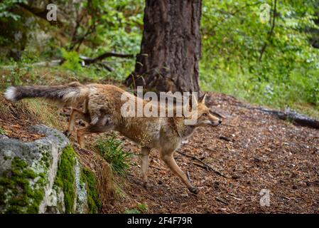 Fuchs (Vulpes vulpes) im Tierpark MónNatura Pirineus (Pallars Sobirà, Katalonien, Spanien, Pyrenäen) ESP: Zorro en un parque de animales en Pirineos Stockfoto