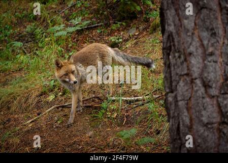 Fuchs (Vulpes vulpes) im Tierpark MónNatura Pirineus (Pallars Sobirà, Katalonien, Spanien, Pyrenäen) ESP: Zorro en un parque de animales en Pirineos Stockfoto