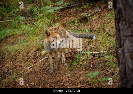 Fuchs (Vulpes vulpes) im Tierpark MónNatura Pirineus (Pallars Sobirà, Katalonien, Spanien, Pyrenäen) ESP: Zorro en un parque de animales en Pirineos Stockfoto