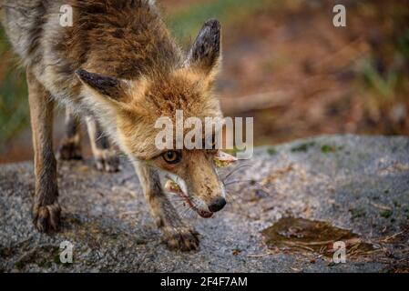 Fuchs (Vulpes vulpes) im Tierpark MónNatura Pirineus (Pallars Sobirà, Katalonien, Spanien, Pyrenäen) ESP: Zorro en un parque de animales en Pirineos Stockfoto