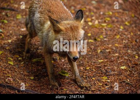Fuchs (Vulpes vulpes) im Tierpark MónNatura Pirineus (Pallars Sobirà, Katalonien, Spanien, Pyrenäen) ESP: Zorro en un parque de animales en Pirineos Stockfoto