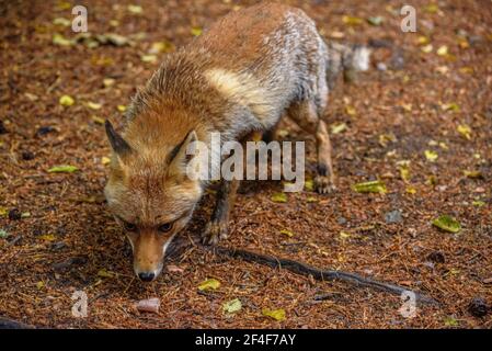 Fuchs (Vulpes vulpes) im Tierpark MónNatura Pirineus (Pallars Sobirà, Katalonien, Spanien, Pyrenäen) ESP: Zorro en un parque de animales en Pirineos Stockfoto