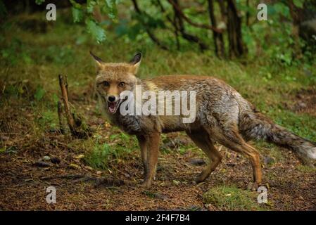 Fuchs (Vulpes vulpes) im Tierpark MónNatura Pirineus (Pallars Sobirà, Katalonien, Spanien, Pyrenäen) ESP: Zorro en un parque de animales en Pirineos Stockfoto