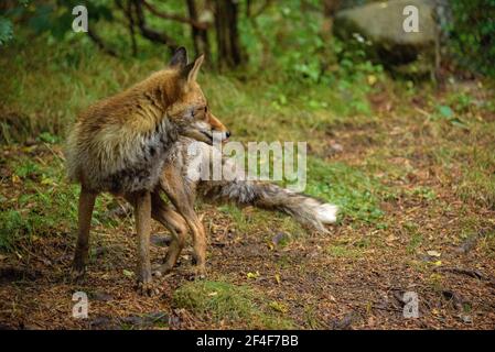 Fuchs (Vulpes vulpes) im Tierpark MónNatura Pirineus (Pallars Sobirà, Katalonien, Spanien, Pyrenäen) ESP: Zorro en un parque de animales en Pirineos Stockfoto