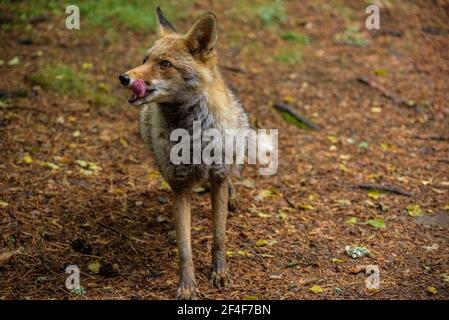 Fuchs (Vulpes vulpes) im Tierpark MónNatura Pirineus (Pallars Sobirà, Katalonien, Spanien, Pyrenäen) ESP: Zorro en un parque de animales en Pirineos Stockfoto