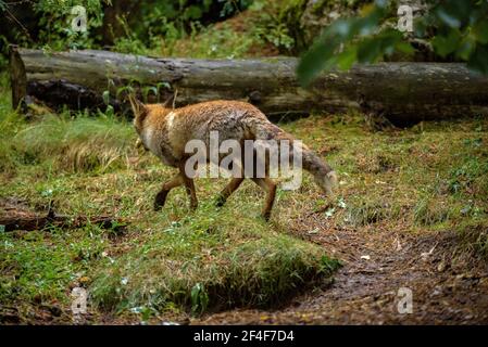 Fuchs (Vulpes vulpes) im Tierpark MónNatura Pirineus (Pallars Sobirà, Katalonien, Spanien, Pyrenäen) ESP: Zorro en un parque de animales en Pirineos Stockfoto