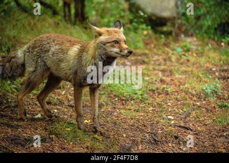 Fuchs (Vulpes vulpes) im Tierpark MónNatura Pirineus (Pallars Sobirà, Katalonien, Spanien, Pyrenäen) ESP: Zorro en un parque de animales en Pirineos Stockfoto