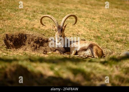 Iberische Steinböcke (Capra pyrenaica) im Tierpark Molló Parc (Ripollès, Katalonien, Spanien, Pyrenäen) ESP: Cabra ibérica o cabra montés en un parque Stockfoto