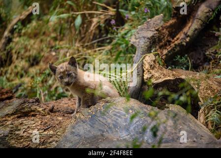 Lynx (Lynx Pardinus) im Tierpark MónNatura Pirineus (Pallars Sobirà, Katalonien, Spanien, Pyrenäen) ESP: Lince en un parque de animales (España) Stockfoto