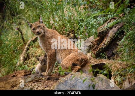 Lynx (Lynx Pardinus) im Tierpark MónNatura Pirineus (Pallars Sobirà, Katalonien, Spanien, Pyrenäen) ESP: Lince en un parque de animales (España) Stockfoto