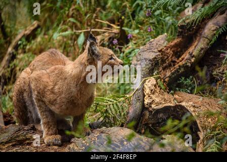 Lynx (Lynx Pardinus) im Tierpark MónNatura Pirineus (Pallars Sobirà, Katalonien, Spanien, Pyrenäen) ESP: Lince en un parque de animales (España) Stockfoto