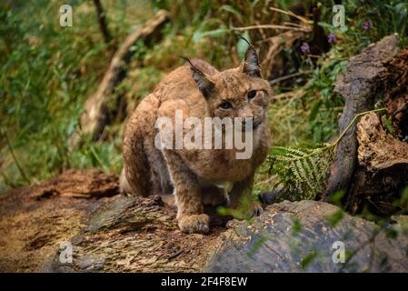 Lynx (Lynx Pardinus) im Tierpark MónNatura Pirineus (Pallars Sobirà, Katalonien, Spanien, Pyrenäen) ESP: Lince en un parque de animales (España) Stockfoto
