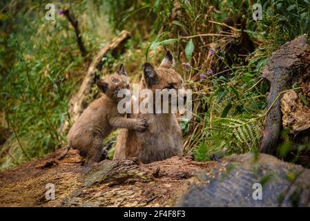 Lynx (Lynx Pardinus) im Tierpark MónNatura Pirineus (Pallars Sobirà, Katalonien, Spanien, Pyrenäen) ESP: Lince en un parque de animales (España) Stockfoto