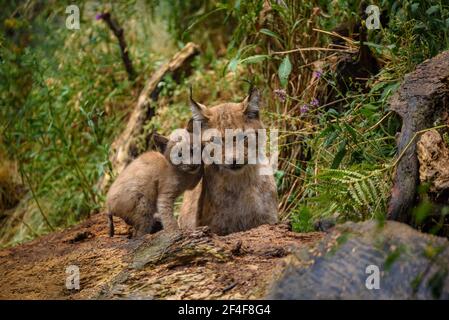 Lynx (Lynx Pardinus) im Tierpark MónNatura Pirineus (Pallars Sobirà, Katalonien, Spanien, Pyrenäen) ESP: Lince en un parque de animales (España) Stockfoto