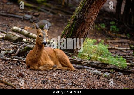 Rehe (Capreolus capreolus) im Tierpark MónNatura Pirineus (Pallars Sobirà, Katalonien, Spanien, Pyrenäen) ESP: Corzo en un parque de animales Stockfoto