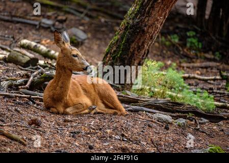 Rehe (Capreolus capreolus) im Tierpark MónNatura Pirineus (Pallars Sobirà, Katalonien, Spanien, Pyrenäen) ESP: Corzo en un parque de animales Stockfoto