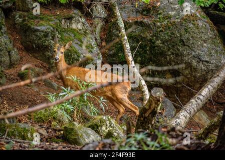 Rehe (Capreolus capreolus) im Tierpark MónNatura Pirineus (Pallars Sobirà, Katalonien, Spanien, Pyrenäen) ESP: Corzo en un parque de animales Stockfoto