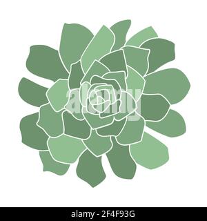 Elegante, minimalistische, handgezeichnete Pastell-Sukkulente Pflanze Stock Vektor