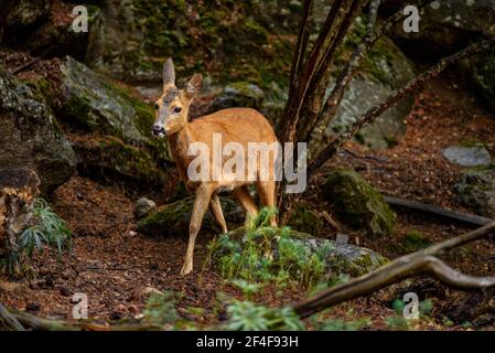 Rehe (Capreolus capreolus) im Tierpark MónNatura Pirineus (Pallars Sobirà, Katalonien, Spanien, Pyrenäen) ESP: Corzo en un parque de animales Stockfoto