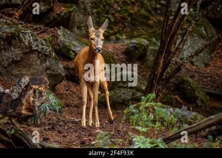 Rehe (Capreolus capreolus) im Tierpark MónNatura Pirineus (Pallars Sobirà, Katalonien, Spanien, Pyrenäen) ESP: Corzo en un parque de animales Stockfoto