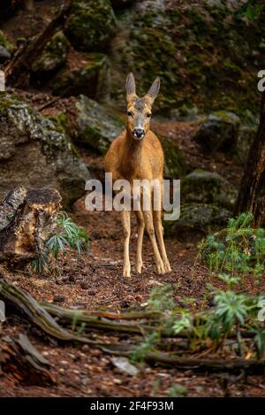 Rehe (Capreolus capreolus) im Tierpark MónNatura Pirineus (Pallars Sobirà, Katalonien, Spanien, Pyrenäen) ESP: Corzo en un parque de animales Stockfoto