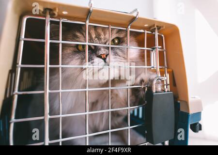 Mürrische Katze versucht, aus dem Käfig, Kunststoff Haustier Träger oder Reise-Box zu bekommen Stockfoto