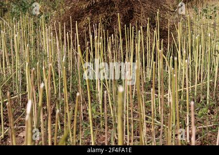 Reife Senfbestände auf fest für die Ernte Stockfoto