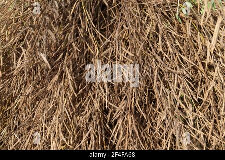 Reife Senfbestände auf fest für die Ernte Stockfoto