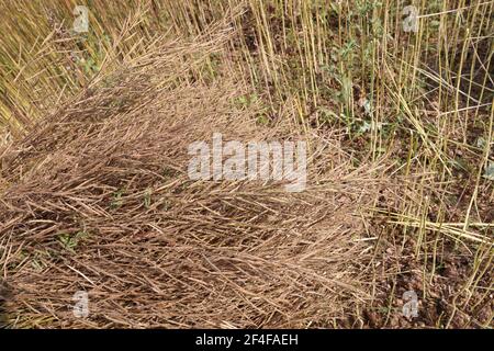 Reife Senfbestände auf fest für die Ernte Stockfoto