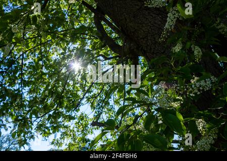 Schwarzer Kirschbaum (Prunus serotina) Mit Blättern und Blumen an einem sonnigen Tag Stockfoto