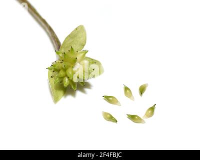 Samen aus Myrmecochory blaue Anemone Hepatica nobilis mit Elaisomen auf Weißer Hintergrund Stockfoto