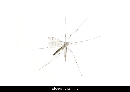 Tipula cranefly Daddy Longleg isoliert auf weißem Hintergrund Stockfoto